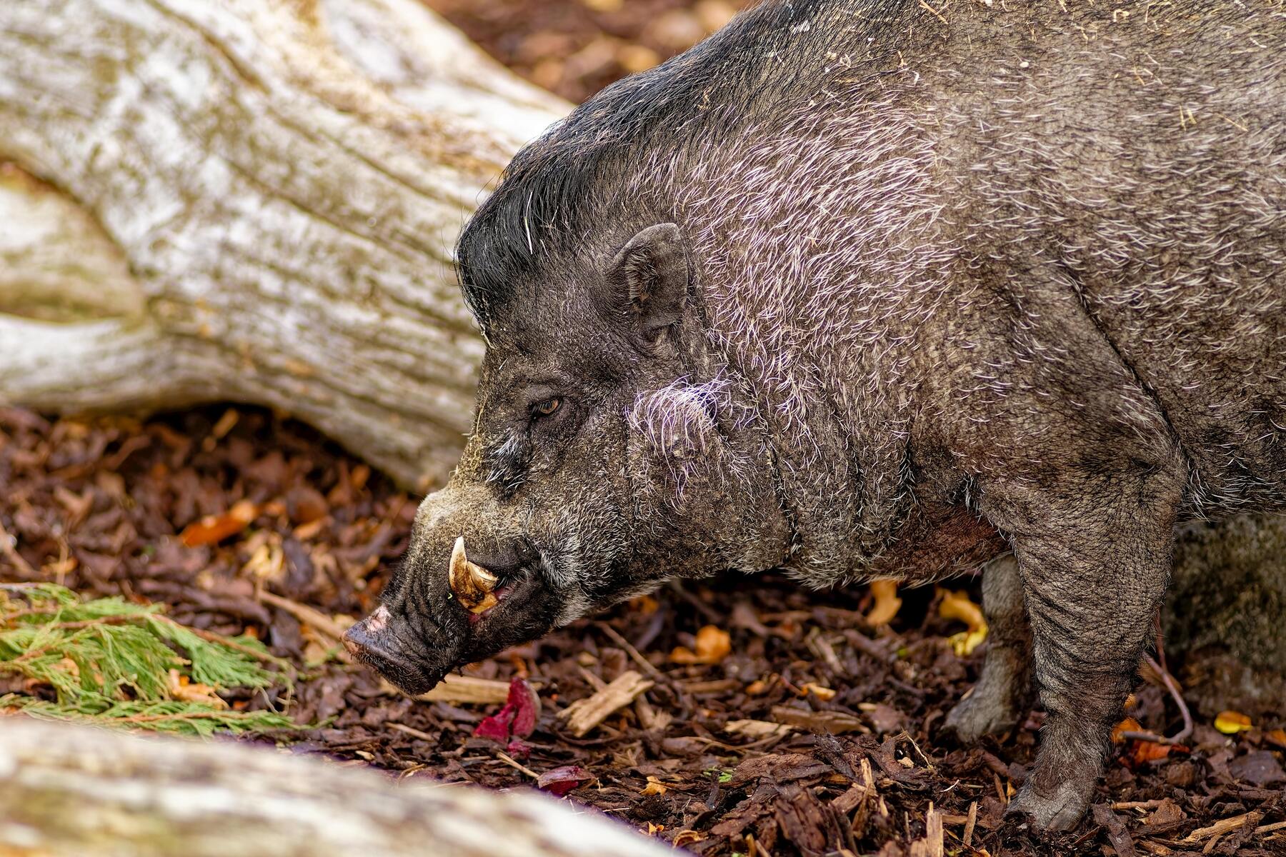 Smygjakt på vildsvin i höstens skymning