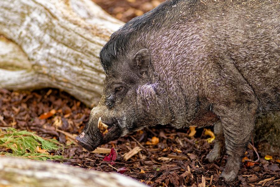 Smygjakt på vildsvin i höstens skymning