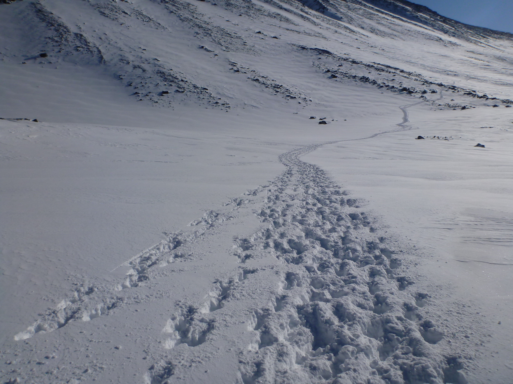 Viltspårning – Konsten att följa naturens tecken
