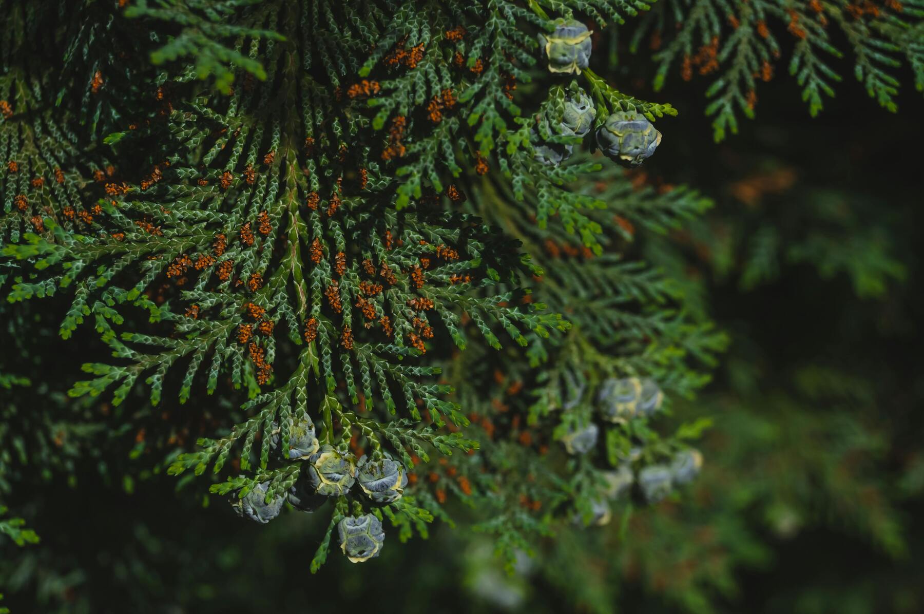 Vilda växter som jägaren bör känna till