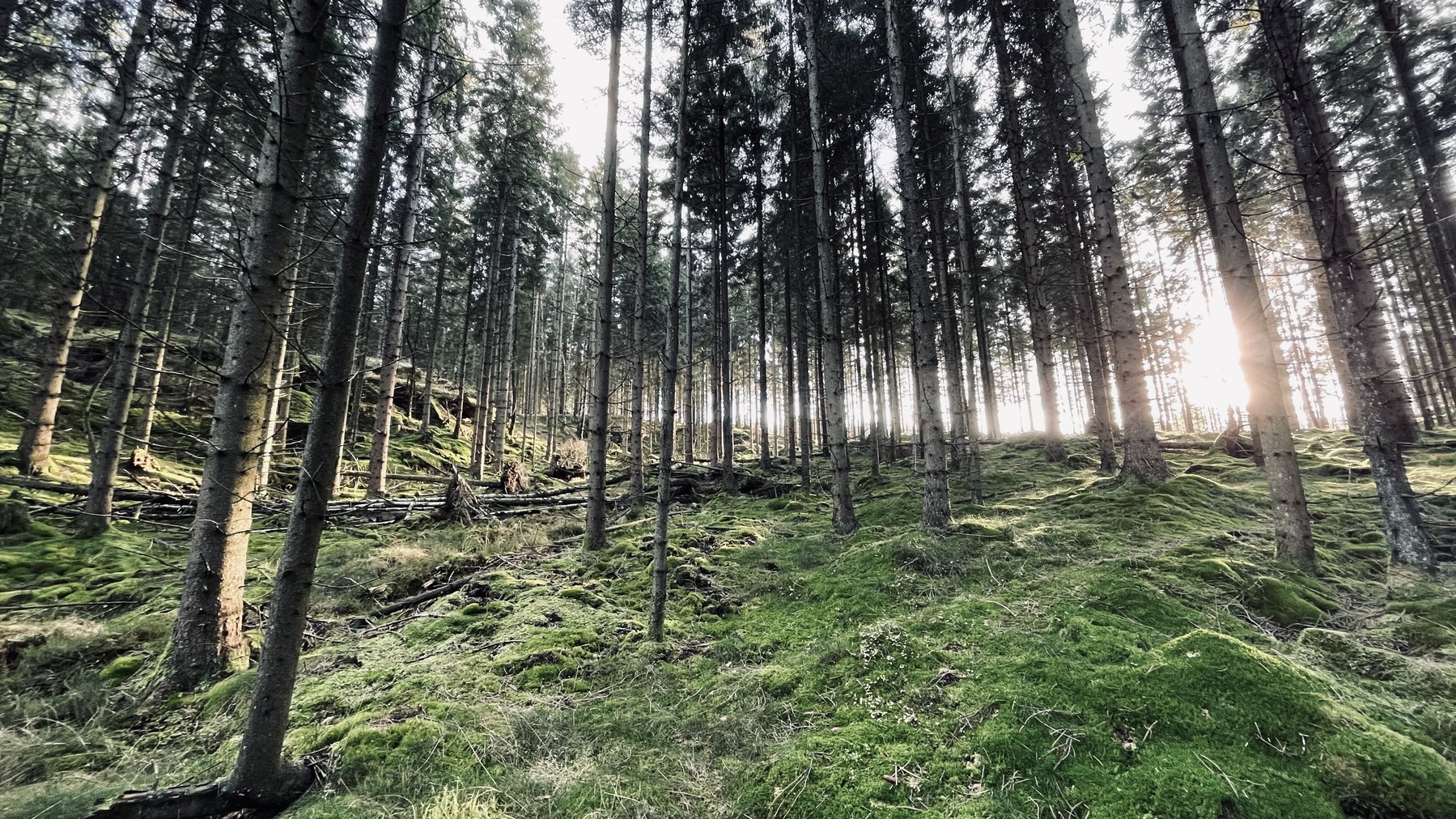 Jägarsidan önskar alla sina läsare en god jul!