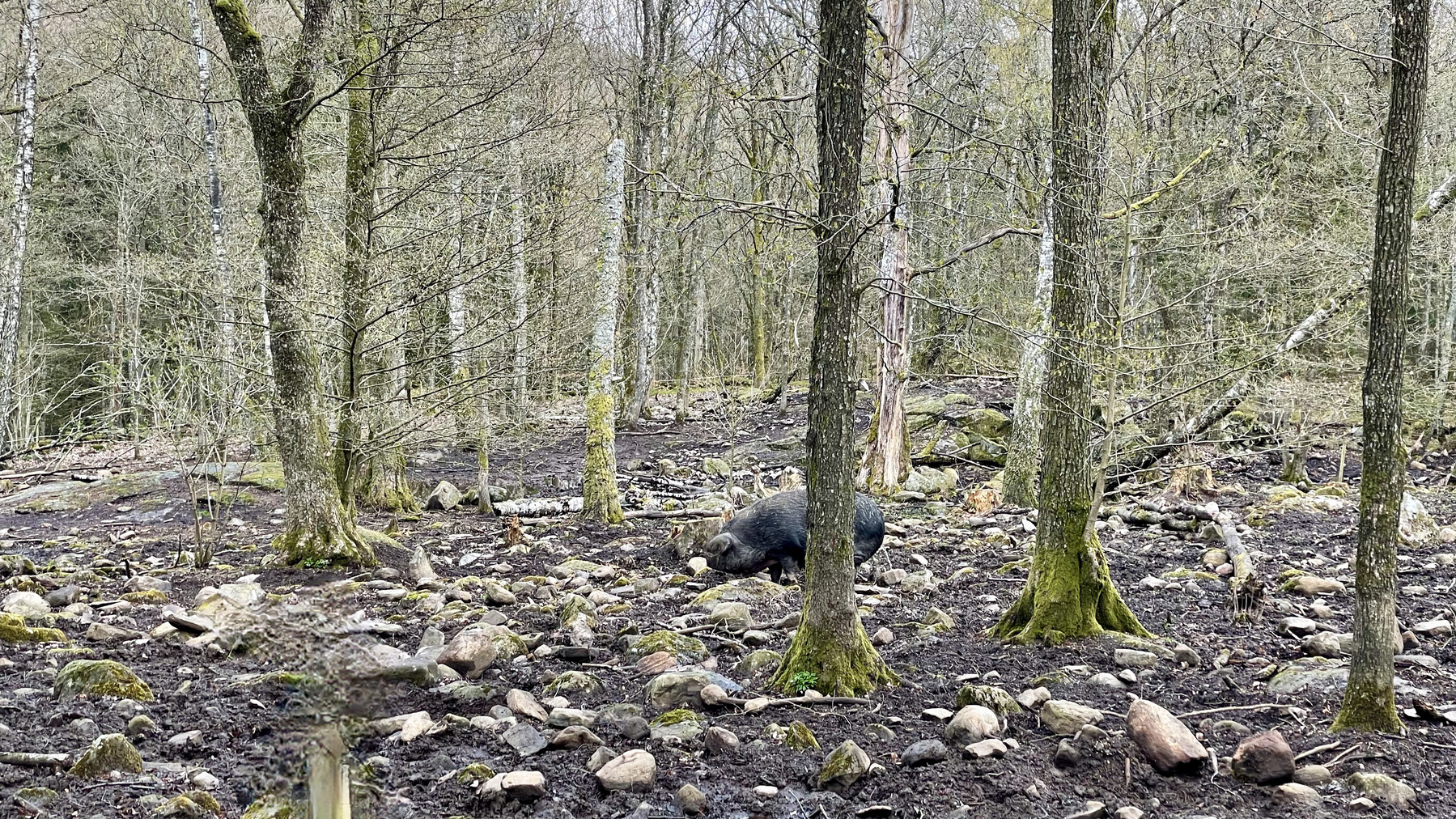 Jakt på vildsvin - hur går det till?