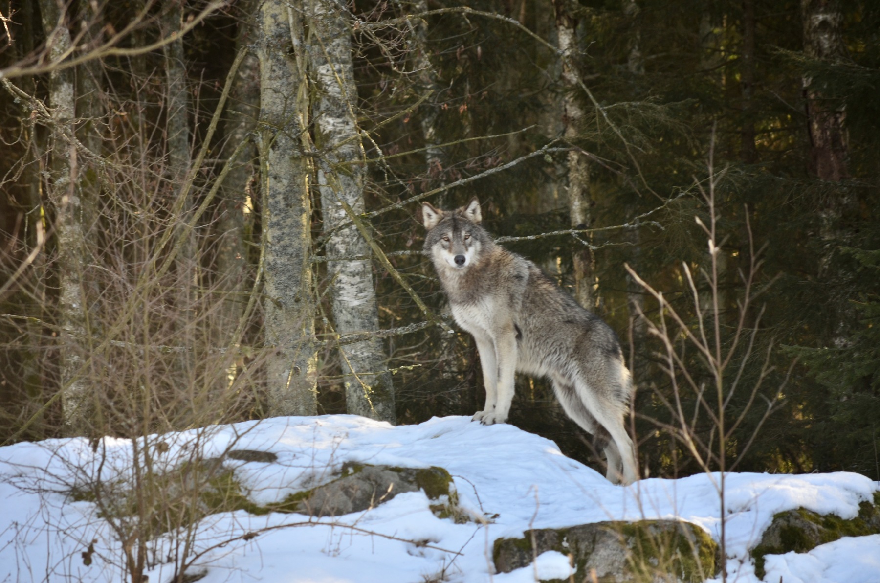Var får du jaga i Sverige?